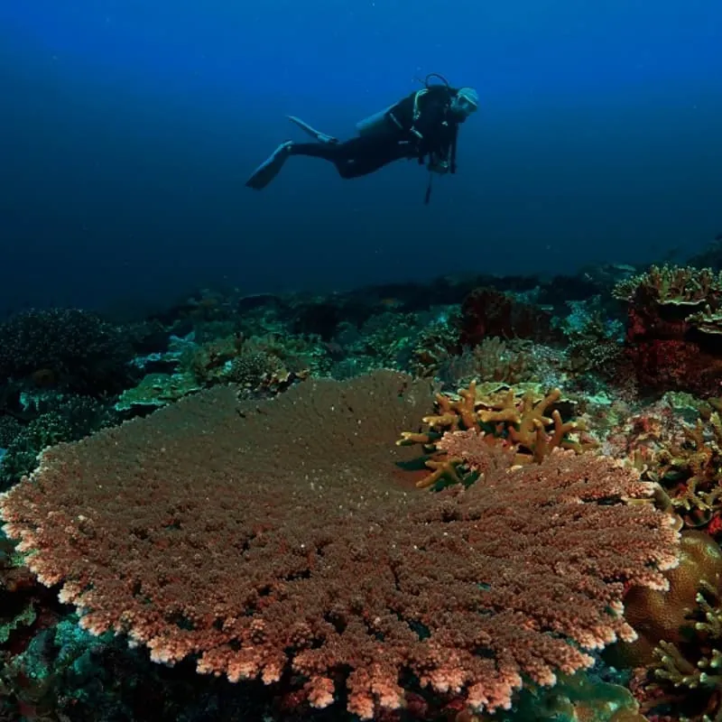 Candidasa Scuba Diving Bali - Gallery 2